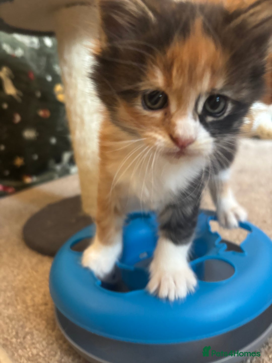 Maine Coon cats for sale: Beautiful Pedigree Main Coon Kittens - Advert 19