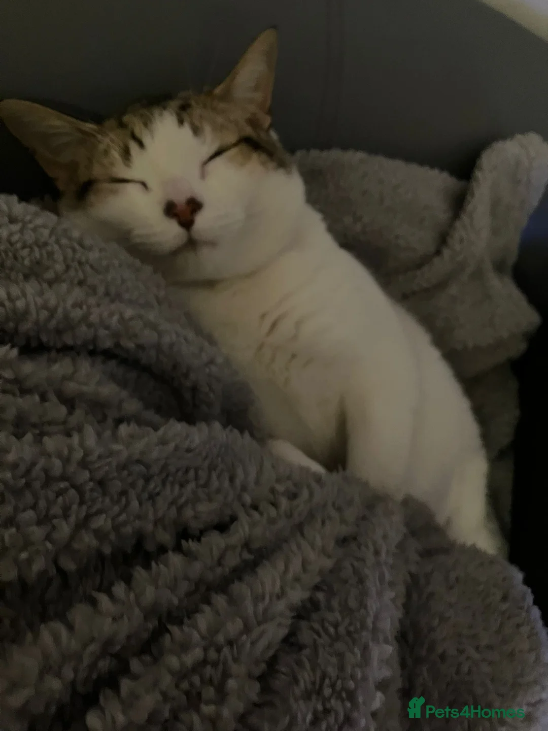 British Shorthair cats for sale: Cute Kitten for Adoption ! - Advert 4