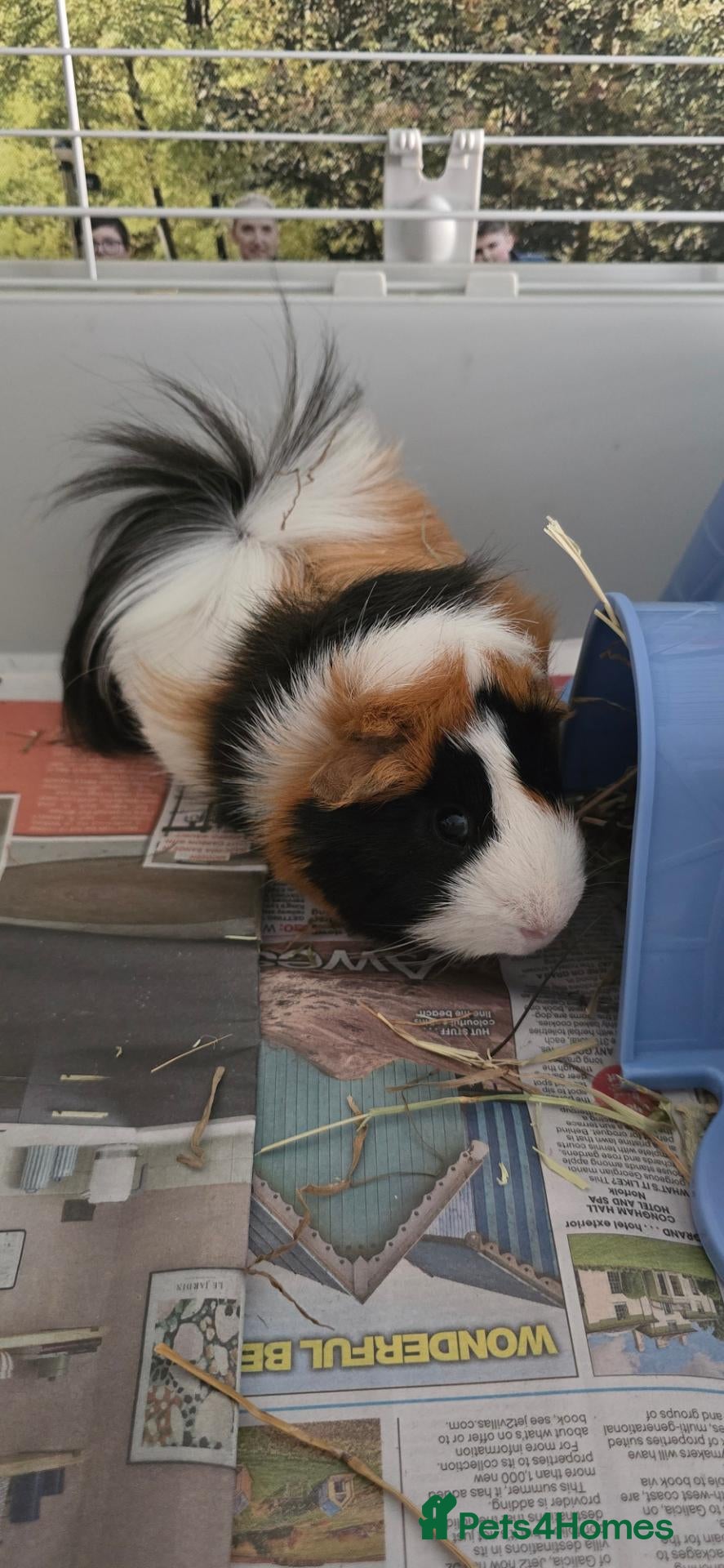 Guinea Pig rodents 8 month old male guinea pig with set up - Advert 3