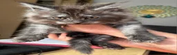 Maine Coon cats for sale: Main coon kittens in Tiverton - Advert 7