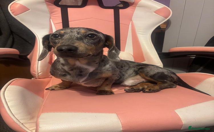 Dachshund dogs - Advert 8