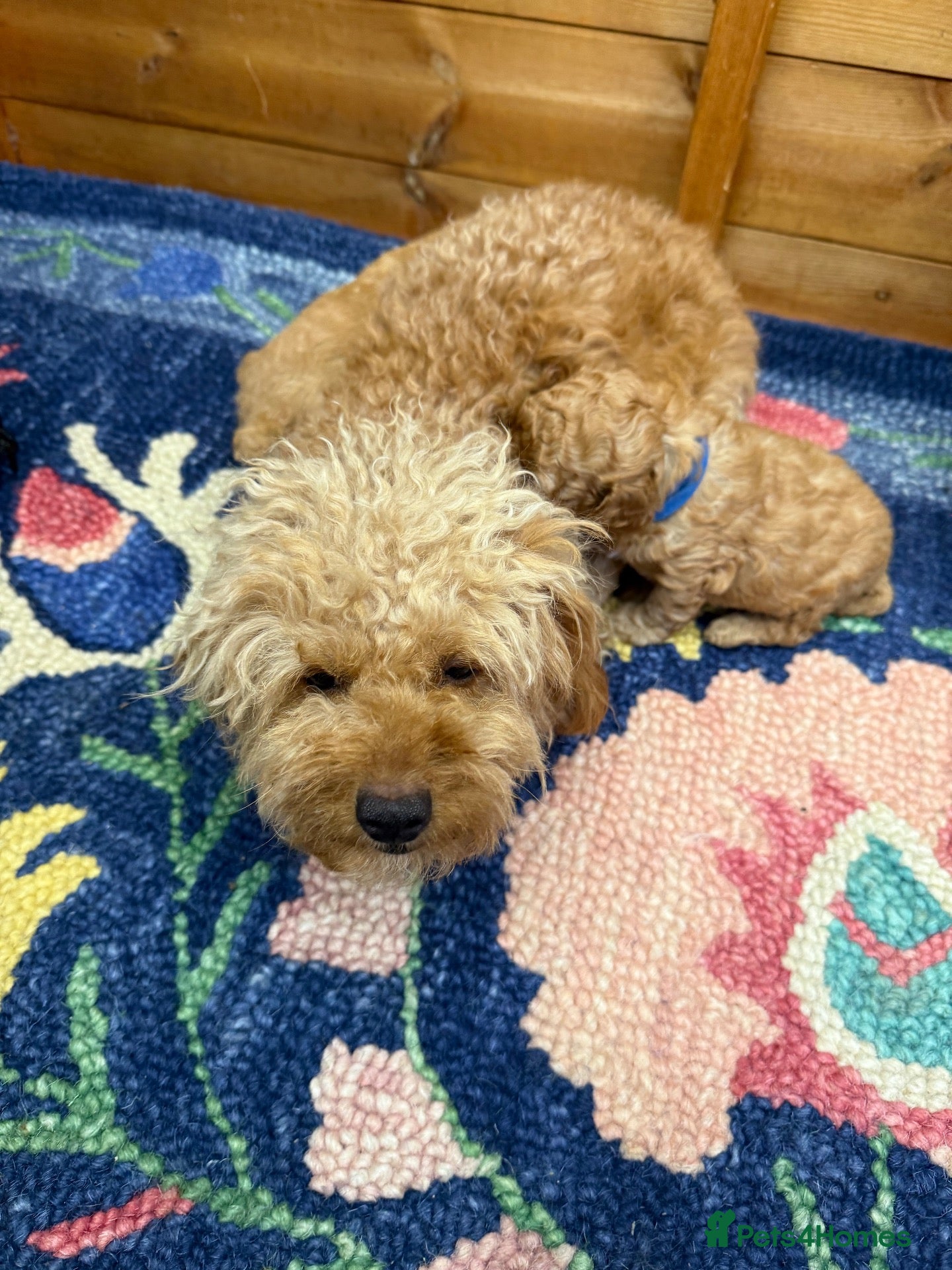 Maltipoo dogs 🐾 Beautiful Maltipoo Puppies – Two Boys Available - Advert 1