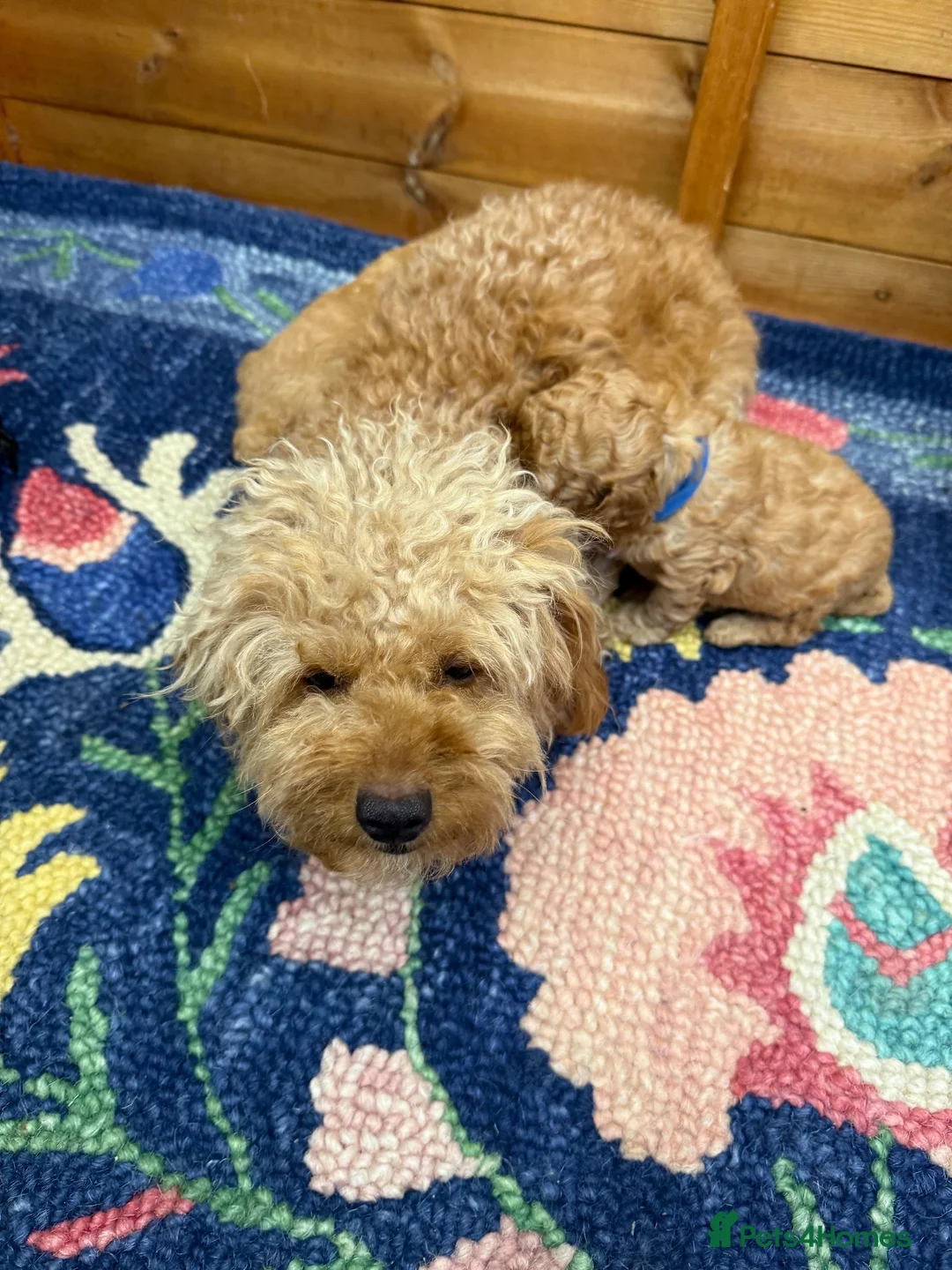 Maltipoo dogs for sale: 🐾 Beautiful Maltipoo Puppies – Two Boys Available - Advert 1