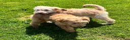Goldendoodle dogs for sale: Stunning Goldendoodle Puppies - Advert 5