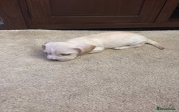 Mixed Breed dogs for sale: Miniature dachshund x French bulldog - Image 3