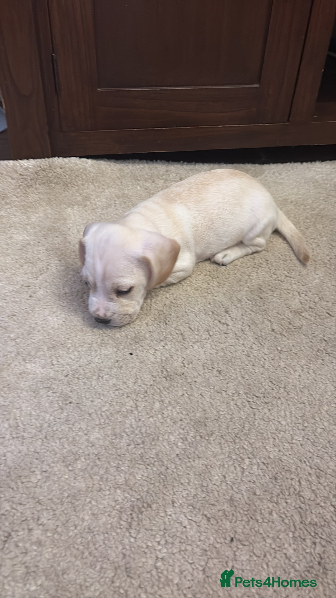 Mixed Breed dogs for sale: Miniature dachshund x French bulldog - Image 3
