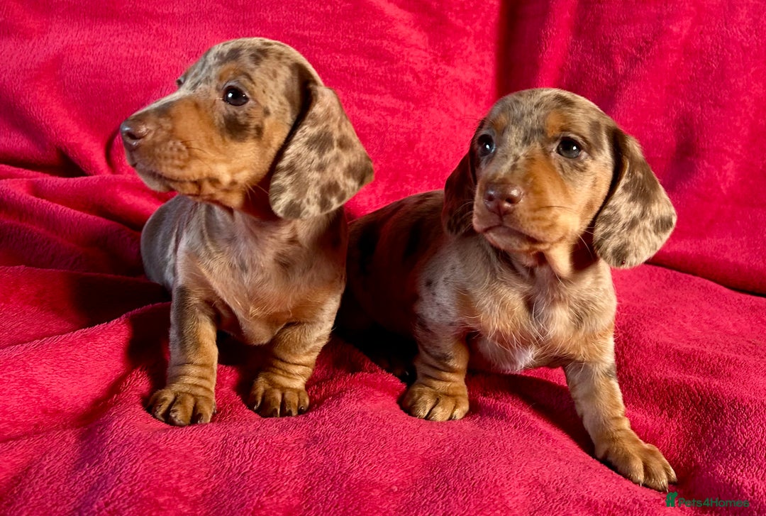 Miniature Dachshund dogs for sale: Stunning Miniature Smooth Dachshunds - Image 24
