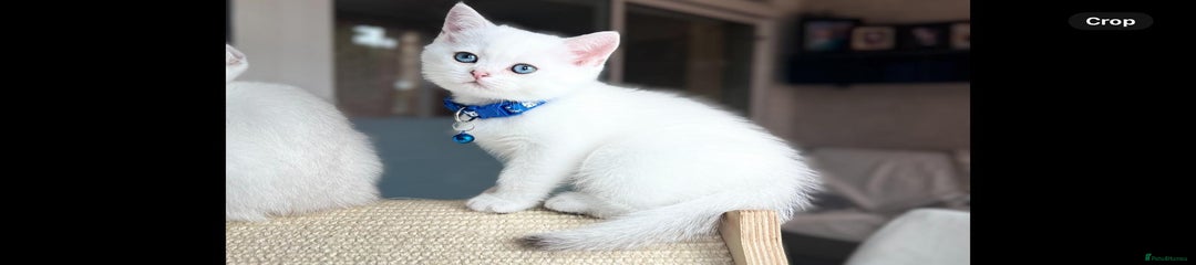 Scottish Straight Kitten 3