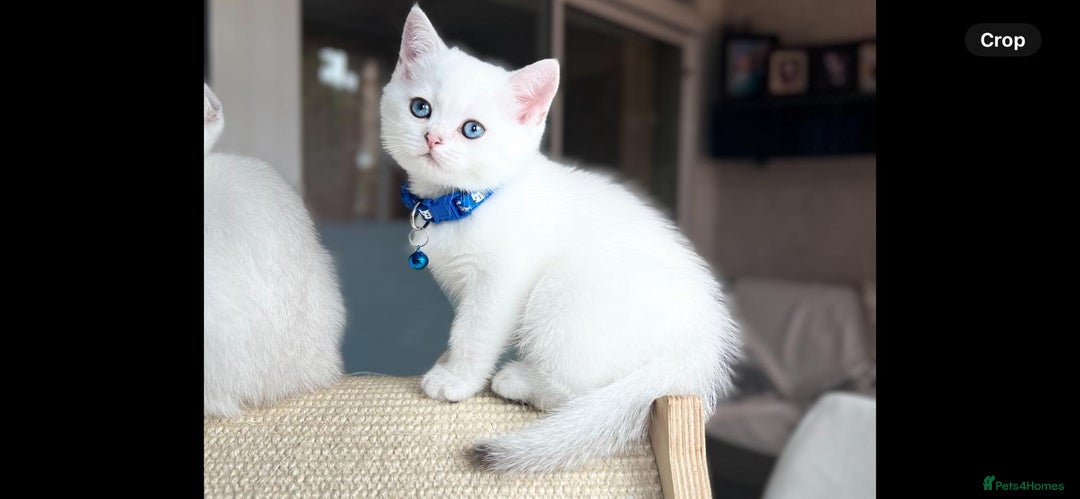 Scottish Fold cats for sale: Beautiful Scottish Straight&Fold Kittens Available - Image 8