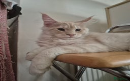 Maine Coon cats for sale: Stunning red silver GIRL - Image 3