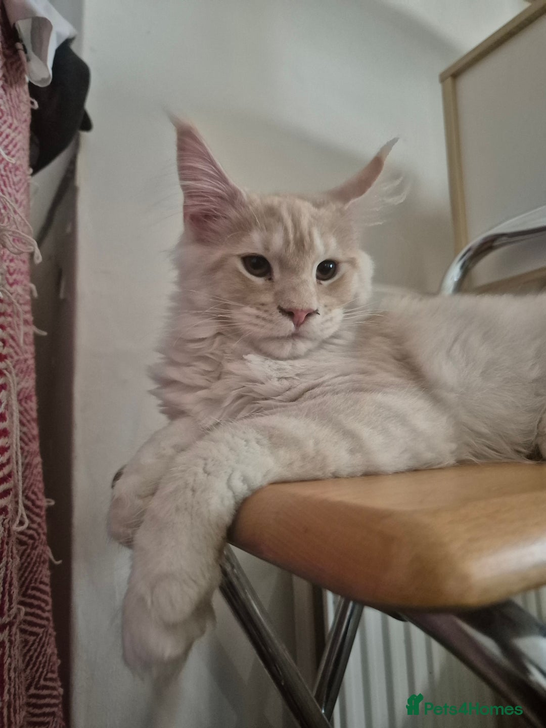 Maine Coon cats for sale: Stunning red silver GIRL - Image 3