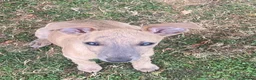 Whippet dogs for sale: Two Beautiful Whippet girls remaining  - Advert 9