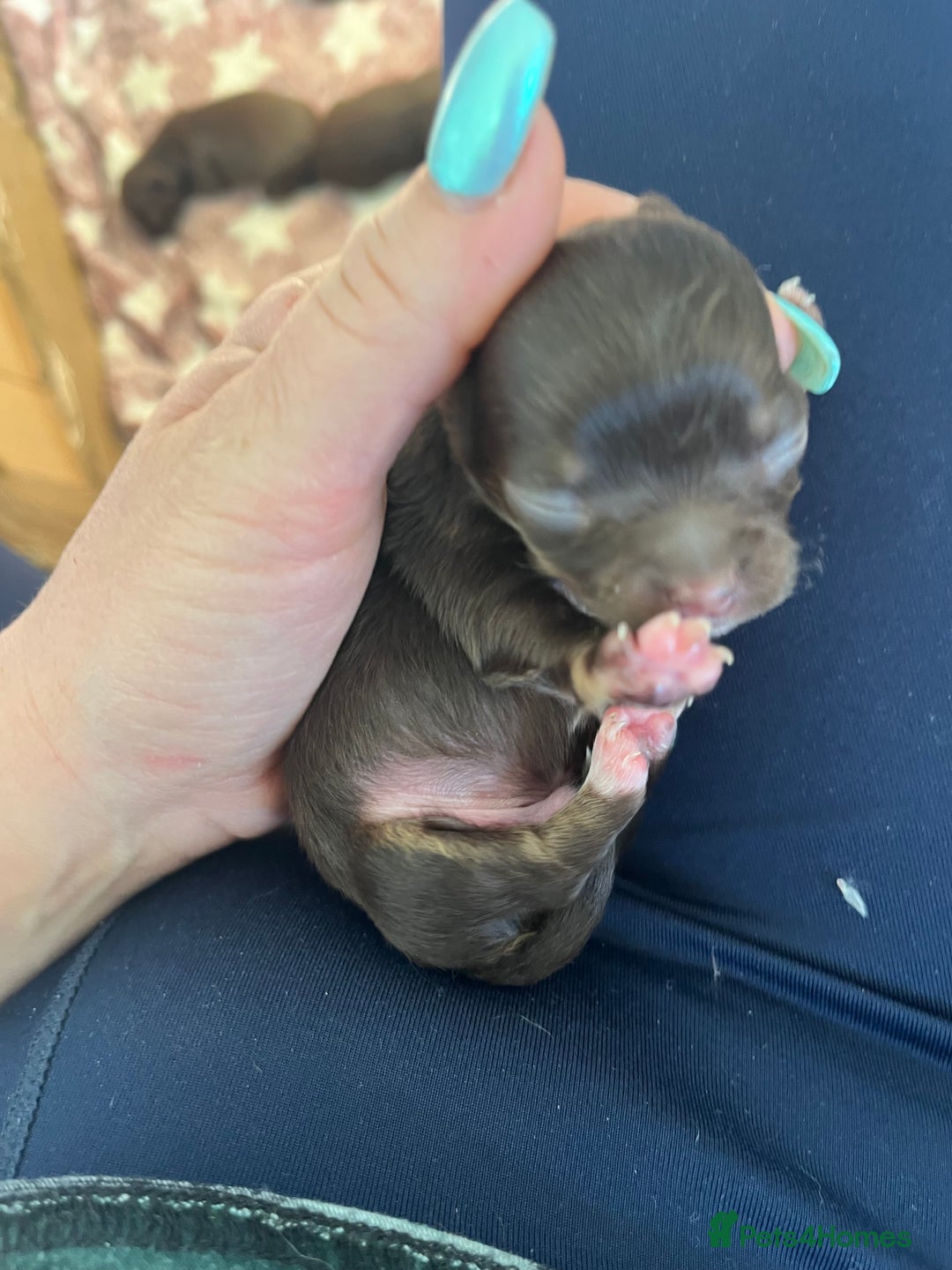 Chihuahua dogs for sale: Rare chocolate chihuahua puppies - Image 13