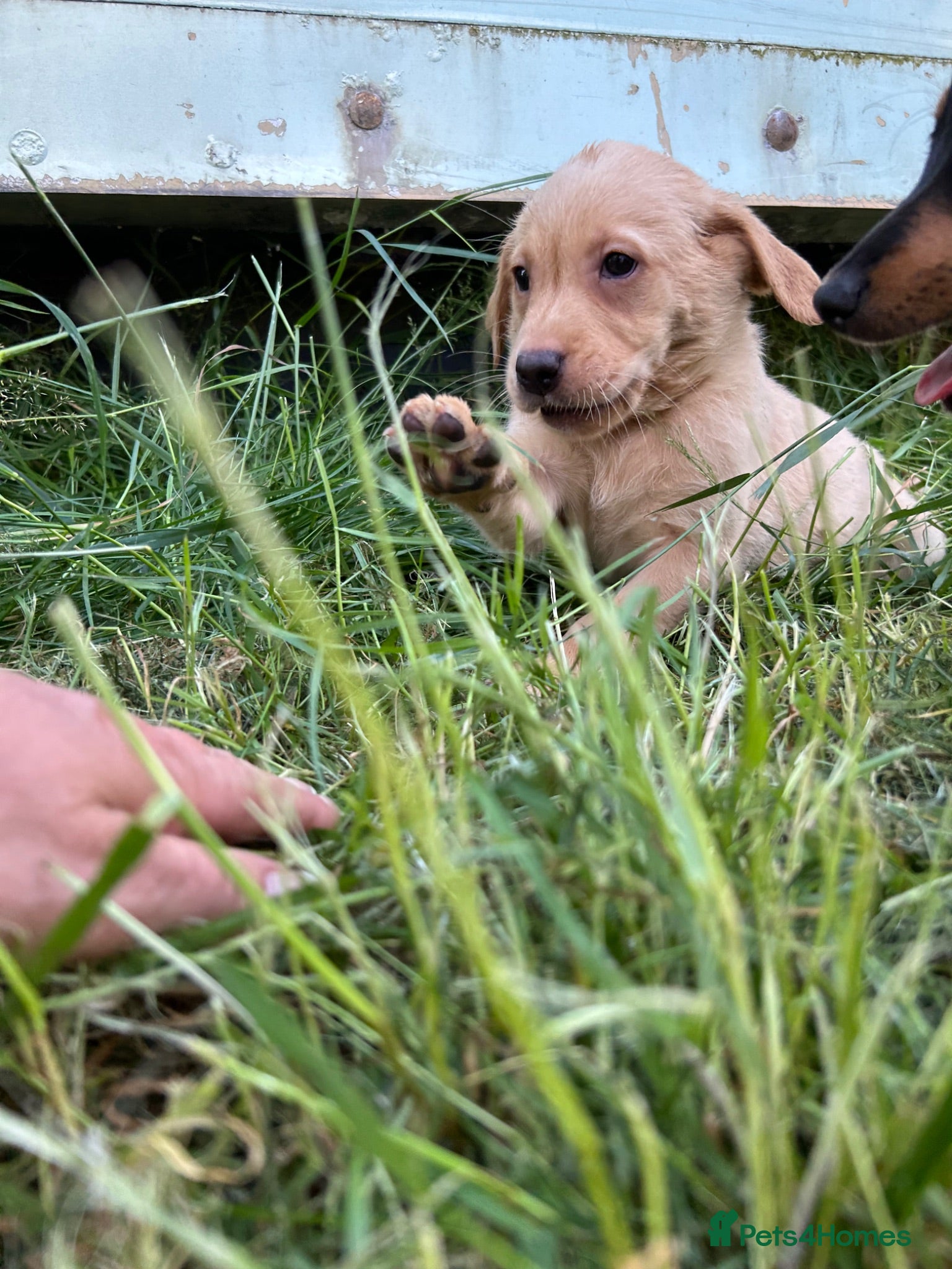 Labrador Retriever dogs Fox Red / yellow working Labradors  - Advert 2
