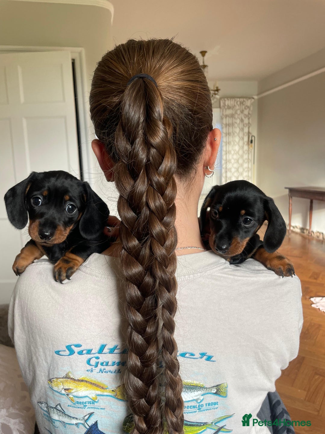Miniature Dachshund dogs for sale: KC Registered miniature dachshunds for sale  - Advert 4