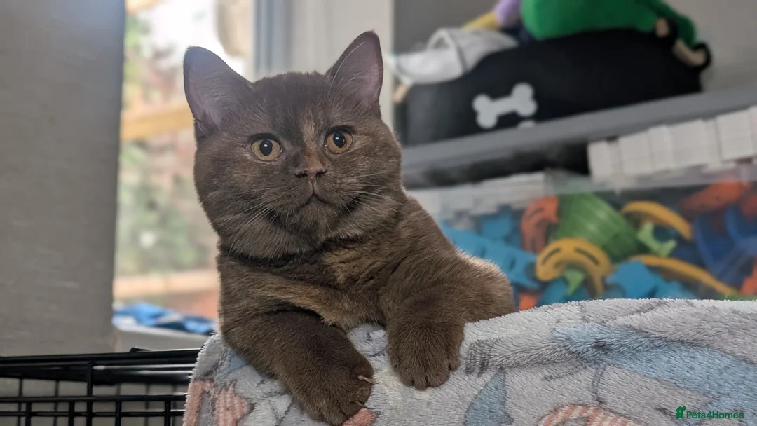 British Shorthair cats for sale: Active Tica cinnamon tortie queen - Advert 1