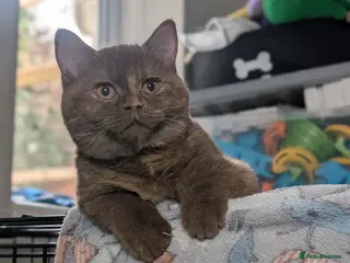 British Shorthair cats Active Tica cinnamon tortie queen - Advert 6