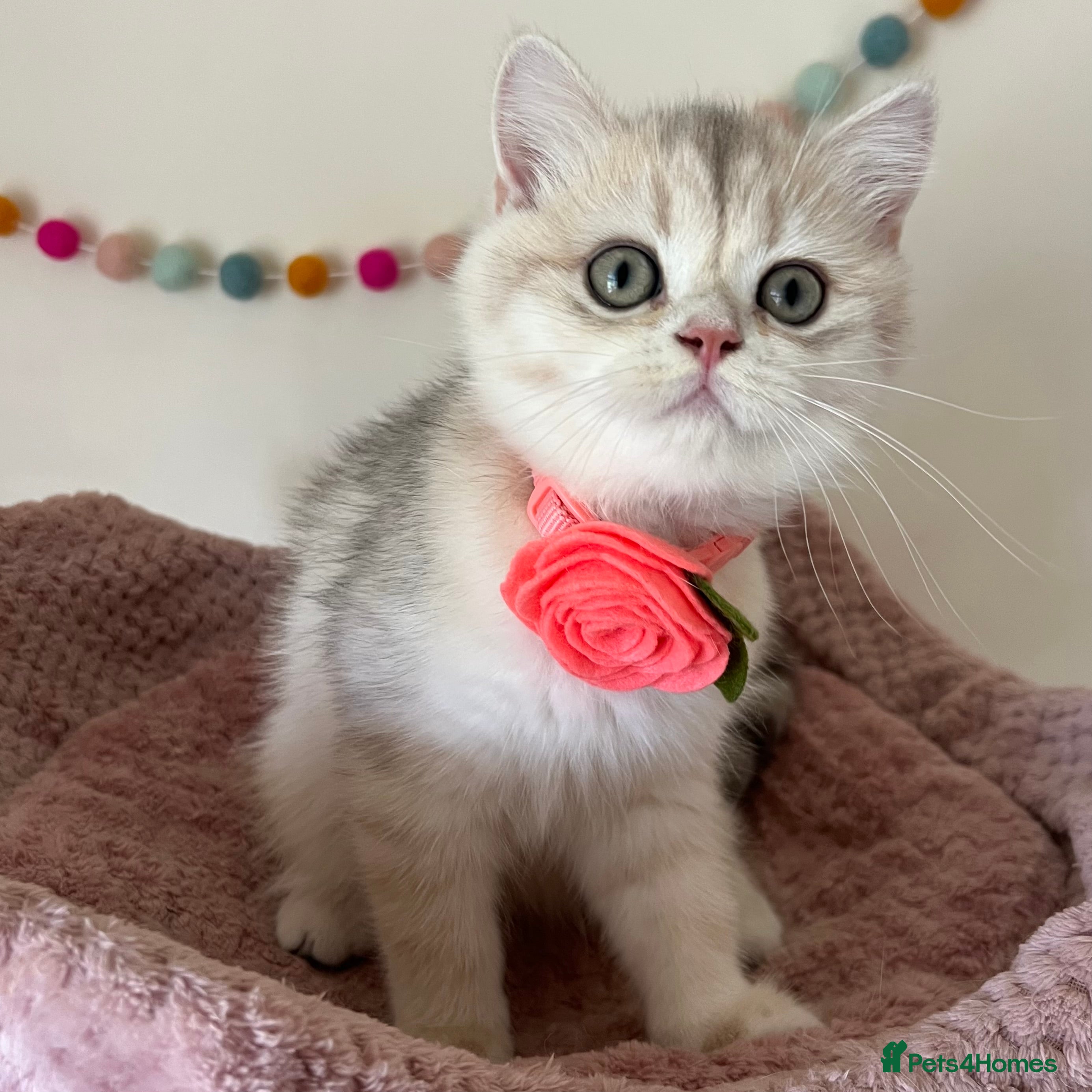 British Shorthair cats Delightful Golden British Shorthair Kittens - Advert 1