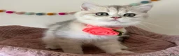 British Shorthair cats for sale: Delightful Golden British Shorthair Kittens - Advert 19