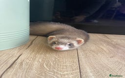 Ferret rodents for sale: Two male ferrets need gone asap! - Image 6