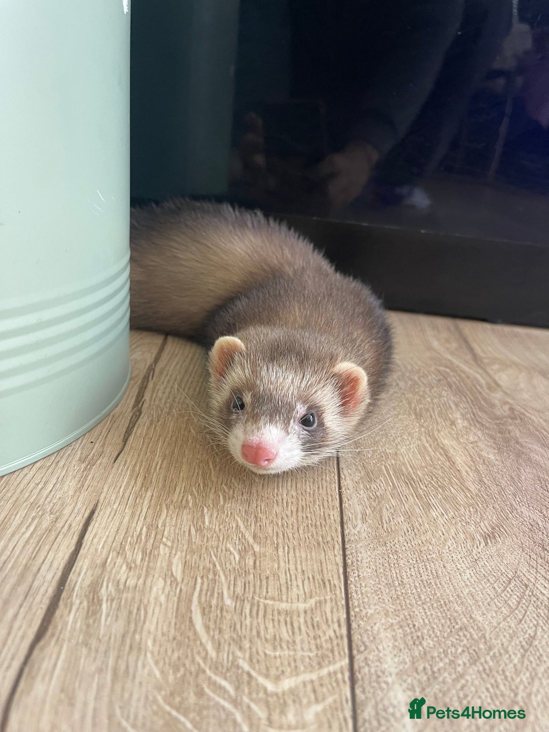 Ferret rodents for sale: Two male ferrets need gone asap! - Image 6