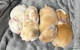 Mini Lop rabbits for sale: 4 beautiful mini lop babies - Image 1