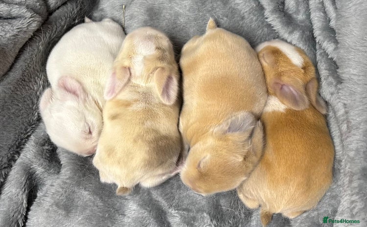 Mini Lop rabbits - Advert 1