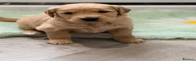 Golden Retriever 4