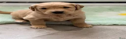 Golden Retriever dogs for sale: Kennel club registered beautiful litter of puppies - Advert 19