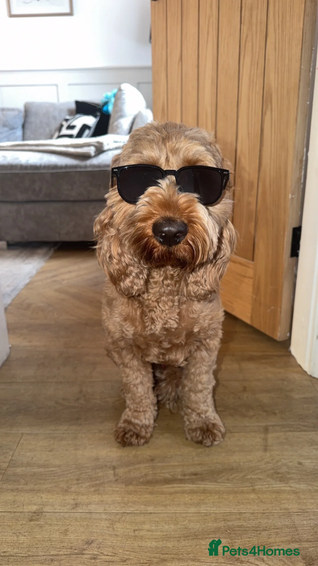 Cockapoo dogs for stud: Woody - Red F1 Cockapoo Available for Stud - Advert 2