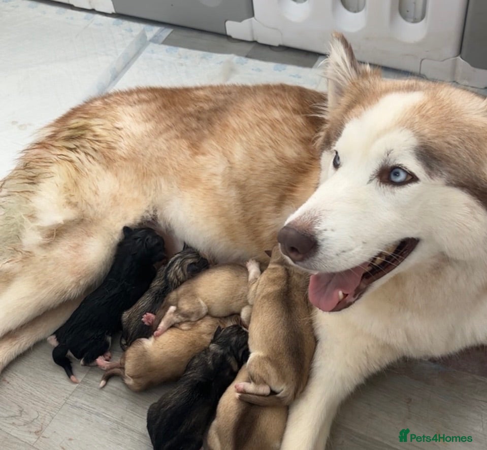 Siberian Husky dogs 7 stunning Siberian huskies  - Advert 5