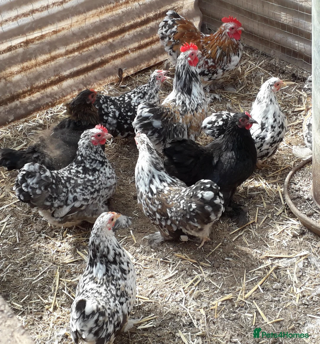 Chickens poultry for sale: Pekin bantams  - Advert 3