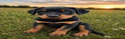 Rottweiler dogs for sale: 🐾KC Rottweiler Puppies– Family Raised – 27th Jun - Advert 6