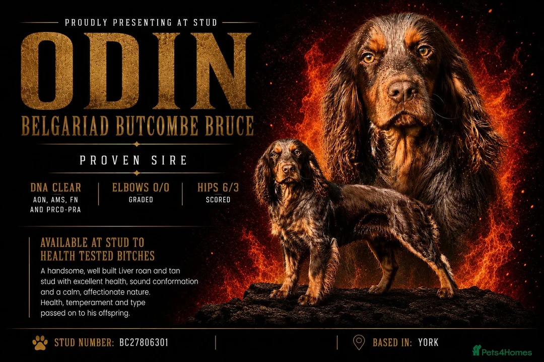 Cocker Spaniel dogs for stud: Proven KC WCS Stud Fully Health Tested - Advert 1