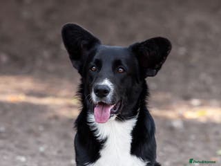 Welsh Corgi Pembroke dogs RALPH – Welsh Corgi Pembroke (Male) - Advert 3