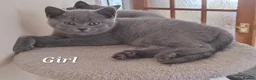 British Shorthair cats for sale: British Shorthair KITTEN Girl is available 😸 😸 - Advert 3