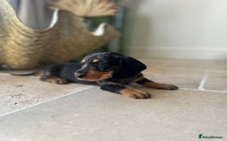 Dachshund dogs for sale: Fully dna health tested wire hair dachshund pups - Image 33