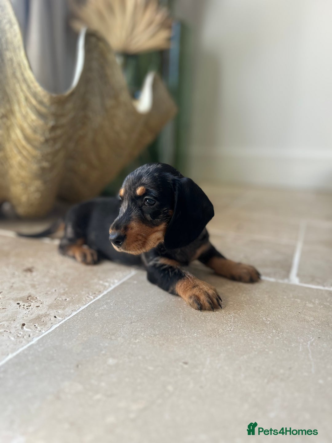 Dachshund dogs for sale: Fully dna health tested wire hair dachshund pups - Image 33