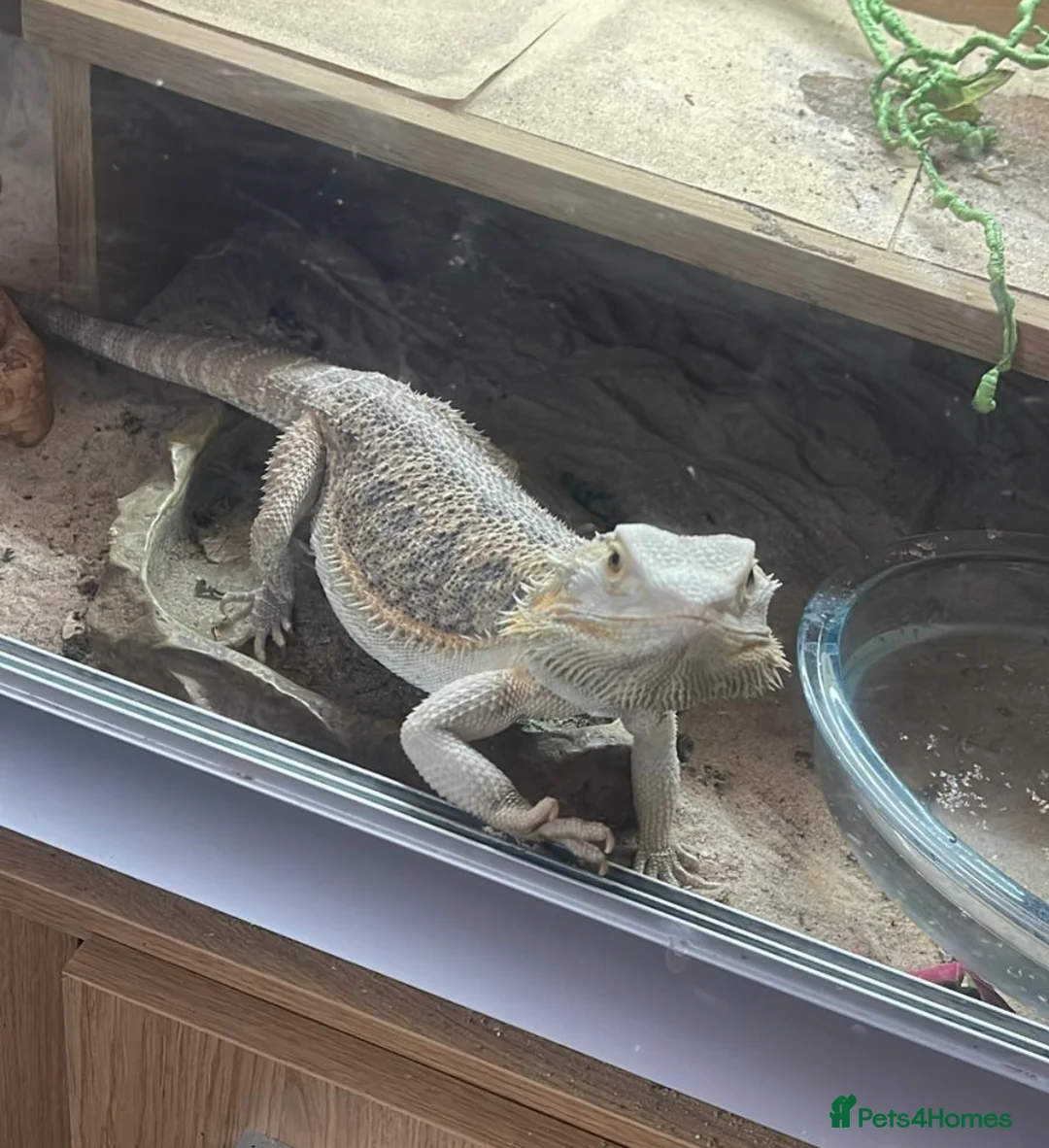 Bearded Dragon reptiles for sale: 5 year old lovely female Bearded Dragon + housing - Advert 3