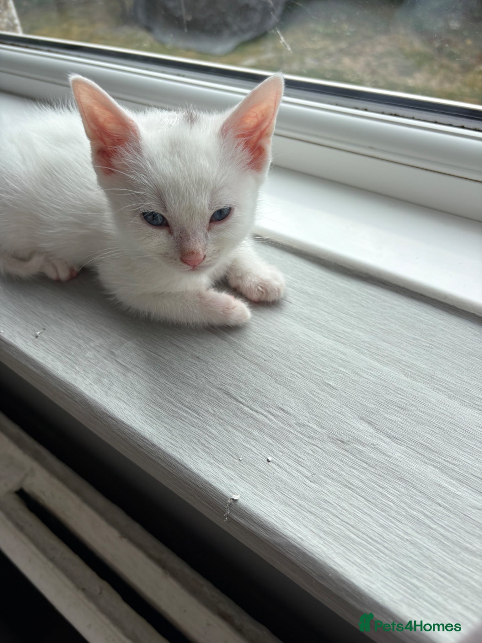 Mixed Breed cats for sale: 3 male kittens  in Letchworth Garden City - Advert 4
