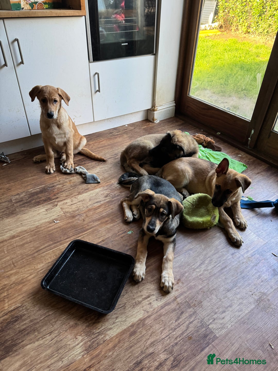 Mixed Breed dogs for sale: Beautiful Inca & handsome Nanuq PUPDATE x5 - Advert 36