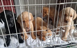 Cockerdor dogs for sale: Cockerdores - Image 8