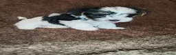 Biewer Terrier dogs for sale: Biewer Terrier Puppies - Boy Wiip & Girl Wiski  in Boston - Advert 6