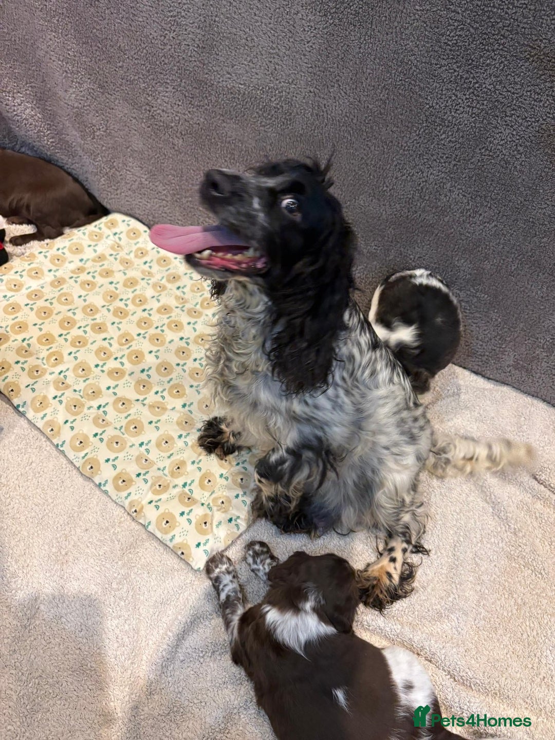 Cocker Spaniel dogs for sale: Pedigree show kc parents DNA health tested    - Advert 28