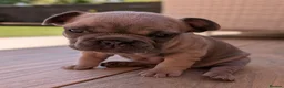 French Bulldog dogs for sale: French bulldog puppies  - Advert 10