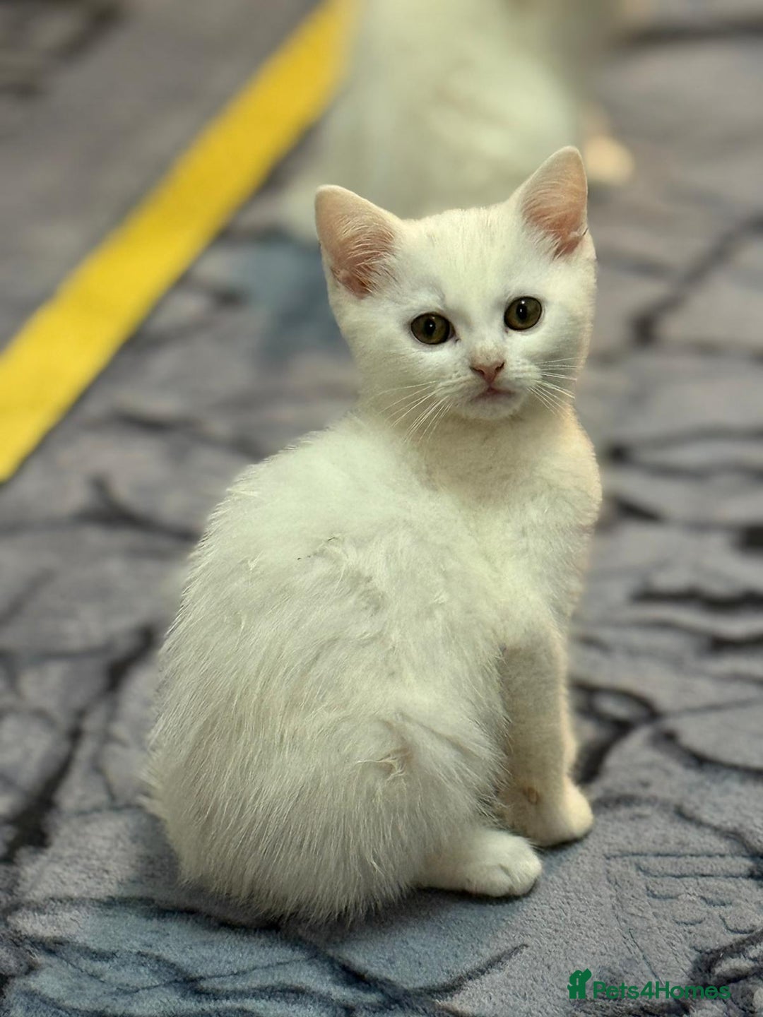 Mixed Breed cats for sale: White Persian mixed breed  - Advert 7