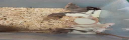 Rat rodents for sale: Friendly dumbo rats  - Advert 4