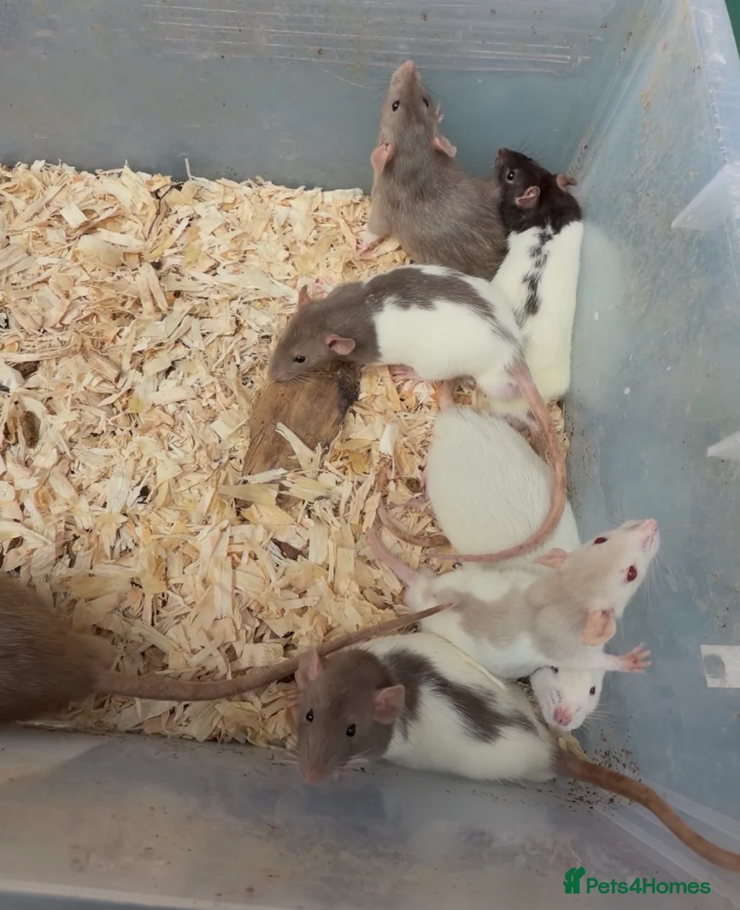 Rat rodents for sale: Friendly dumbo rats  - Advert 4