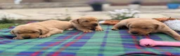 Labrador Retriever dogs for sale: Kc registered & fully health tested - Advert 6