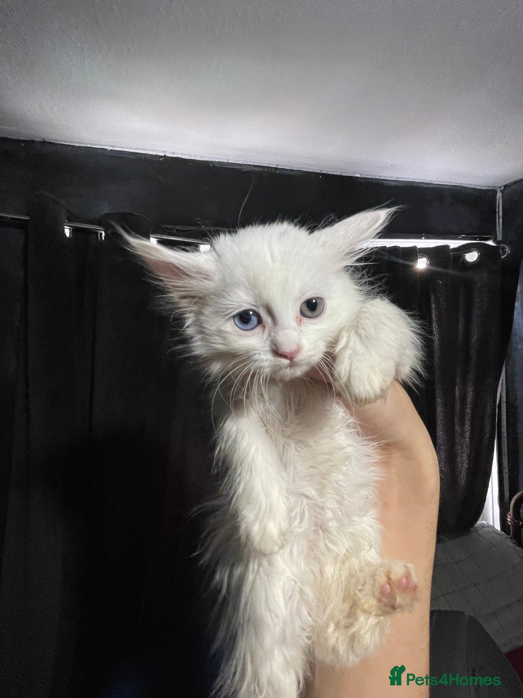 Turkish Angora cats for sale: Cute playful Turkish angora  - Image 9